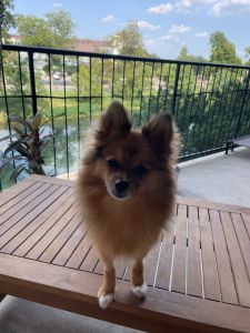 Nova. 10 Month Old Pomeranian.