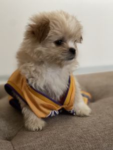Shihtzu Pomeranian mix puppy for sale
