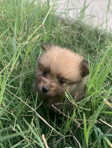 Pomeranian Puppy