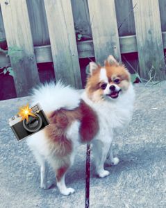 Pomeranian for sale