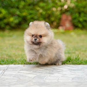 Teacup Pomeranian for sale