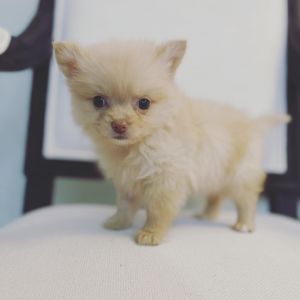 MINI Pomeranian