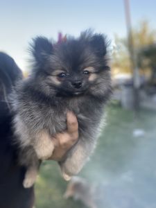 Micro Pomeranian puppy