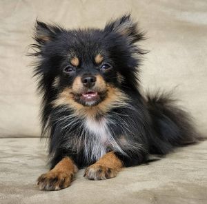 Pomeranian Puppies For Sale
