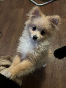 5 month pomeranian puppy