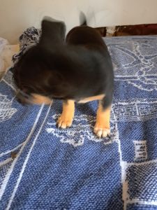 Pomchi puiess shot and dewormed