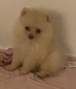 Pomeranian Girl Channel