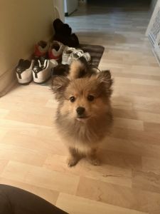 11 week old Pomeranian