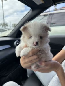 Merle eye micro Pomeranian