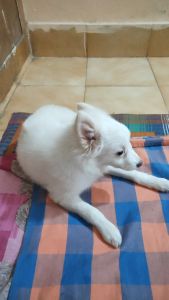 Pomerian puppy