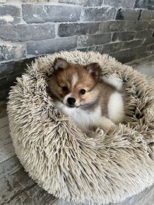 Female Pomeranian