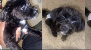 Shiranian Girl Puppy