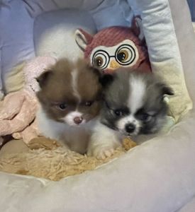 Pomeranian puppies