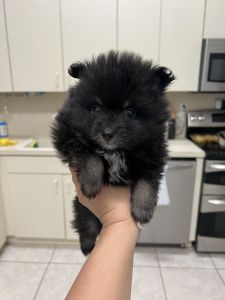 Pomeranian Puppies 4 sale