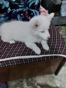 4 White pomerian for sale