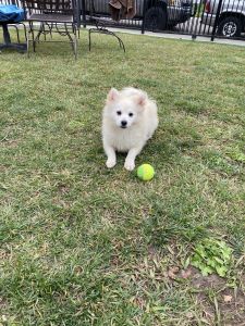 Pomeranians puppies for Sale
