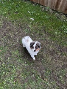 12 week pup for sale