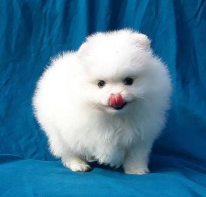 Beautiful white Pomeranian puppies ready for adoption