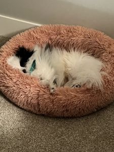 Pomeranian/papillon mix