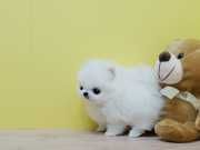 Teacup Pomeranian Puppies