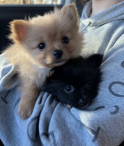 Mini Pomeranian