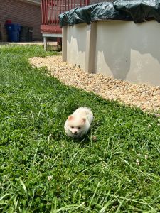 CKC Pomeranian for sell !!!!