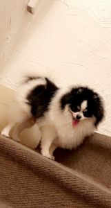 pomeranian 1 yr old BOY