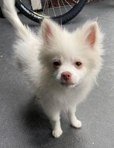 4 1/2 month old Pomeranian Male