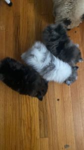 Pomeranian little rose