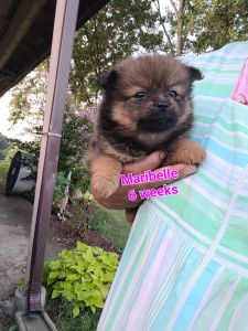 SuzyQs Precious Pups