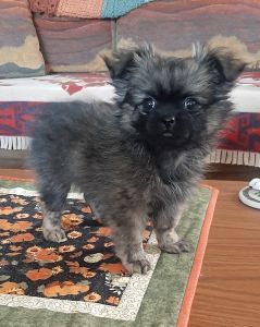 Shihtzu pomeranian females