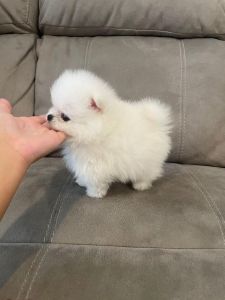 Top Quality Kc Reg White Pomeranian Puppies Ready To Go ***