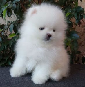 Beautiful male and female Pomeranian puppy