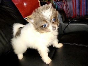 Champion akc pomeranians. Embark tested! No expressed diseases!