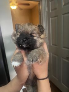 Female Pomeranian Puppy