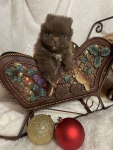 Pomeranian Female Puppy