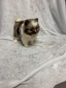 Pure Bread Pomeranian Puppies for sale!