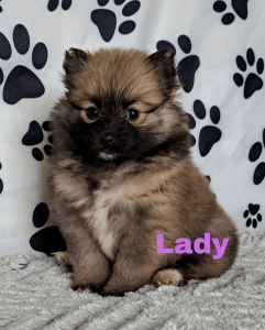 Pomeranian puppies