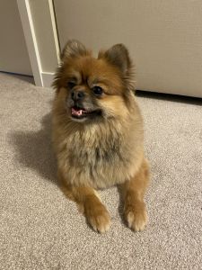 Pomeranian