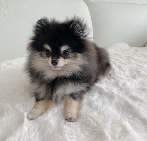 Cute Pomerania Puppies