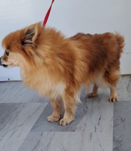 Adult female Pomeranian for rehoming