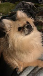Selling Pomeranian