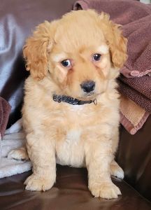 3 pomeranian puppies