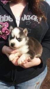 AKC FULL BLOODED PUPPY AVAILABLE TO GO ASAP