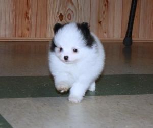 AKC Tiny Pomeranian Puppies Available