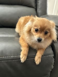 Male Pomeranian one year old