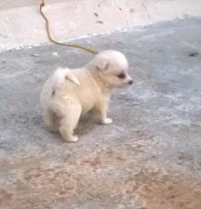 35 days old pomeranian male puppy for sale