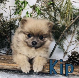 Cute Pomeranian