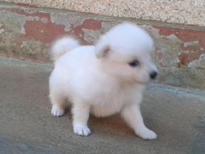 pomarenian puppy 30 days