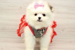 Top Quality Pomeranian Puppies